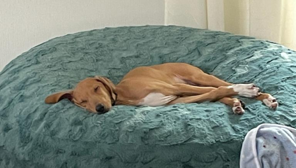 Amastan (Azawakh Welpe) sucht sein Zuhause 